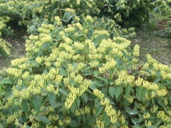 湘蕾金銀花種植技術(shù)